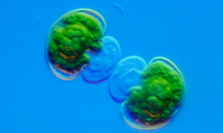 La reproduction asexuée du Cosmarium - 2mn 49s